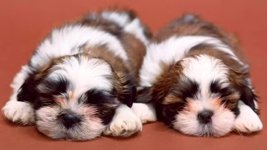 Doggiedog Hundesalon, klip og trim hunde, store, sm&aring;