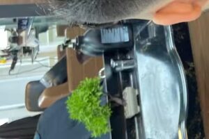 Fris&oslash;r i Ringk&oslash;bing | Miami Fris&oslash;rsalon