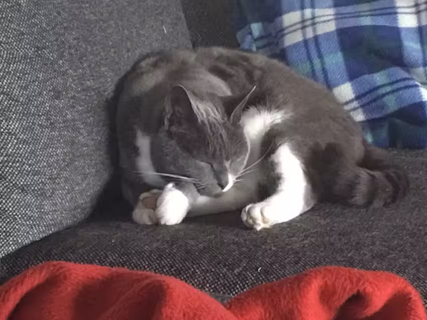 J&uuml;rgensen Lajla (Fris&oslash;r)