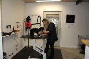 Rikkes Hundesalon